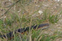 Copperhead - Berringa Sanctuary 