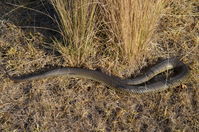 Copperhead - Berringa Sanctuary 