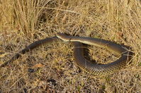 Copperhead - Berringa Sanctuary 