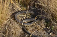 Copperhead - Berringa Sanctuary 