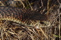 Copperhead - Berringa Sanctuary 