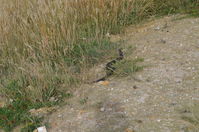 Copperhead - Berringa Sanctuary 