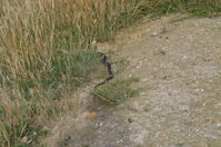 Copperhead - Berringa Sanctuary 