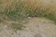 Copperhead - Berringa Sanctuary 