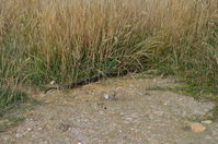 Copperhead - Berringa Sanctuary 