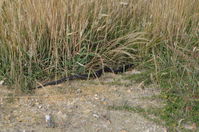 Copperhead - Berringa Sanctuary 