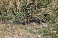 Copperhead - Berringa Sanctuary 