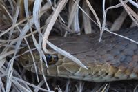 Copperhead - Berringa Sanctuary 