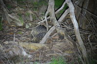 Short - Beaked Echidna mating time 2 boys 1 girl - Berringa Sanctuary