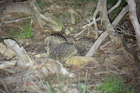 Short - Beaked Echidna mating time 2 boys 1 girl - Berringa Sanctuary