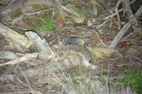 Short - Beaked Echidna mating time 2 boys 1 girl - Berringa Sanctuary