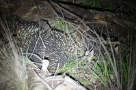 Short - Beaked Echidna mating time 2 boys 1 girl - Berringa Sanctuary