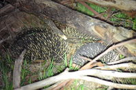 Short - Beaked Echidna mating time 2 boys 1 girl - Berringa Sanctuary