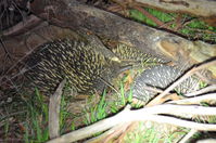 Short - Beaked Echidna mating time 2 boys 1 girl - Berringa Sanctuary