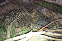 Short - Beaked Echidna mating time 2 boys 1 girl - Berringa Sanctuary