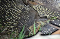 Short - Beaked Echidna mating time 2 boys 1 girl - Berringa Sanctuary