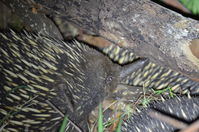 Short - Beaked Echidna mating time 2 boys 1 girl - Berringa Sanctuary