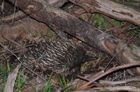 Short - Beaked Echidna mating time 2 boys 1 girl - Berringa Sanctuary