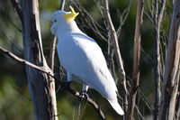 Sulphur Created Cockatoo - Berringa Sanctuary 