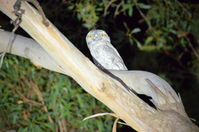 Tawny Frogmouth - Berringa Sanctuary