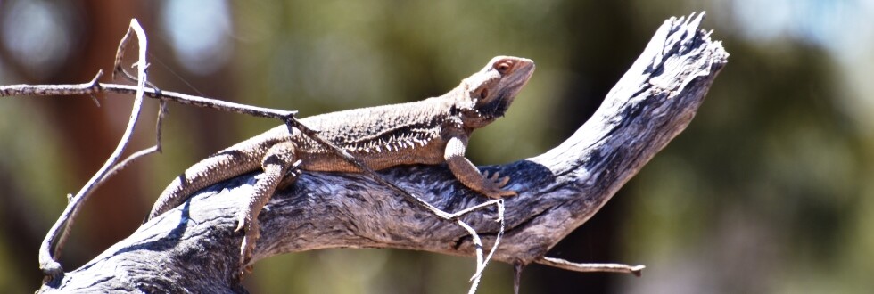 Central Bearded Dragon Brindingabba