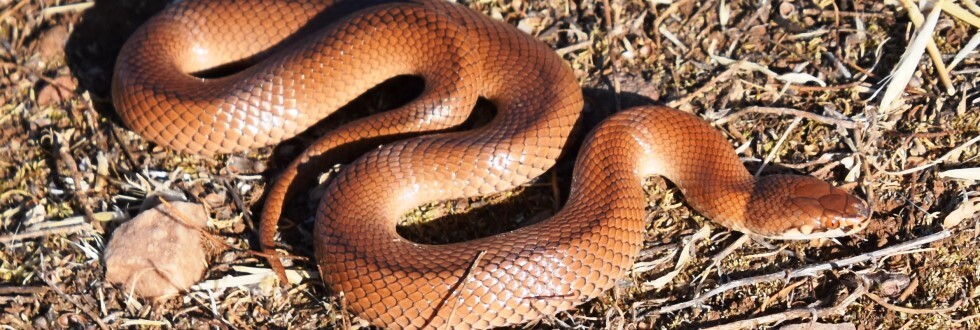 Curl Snake Antarcticus (Saltia)
