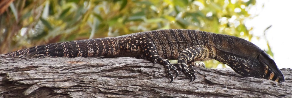 Lace Monitor Krurr-rak Conservation