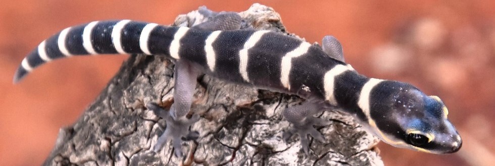 Marbled Velvet Gecko Brindingabba