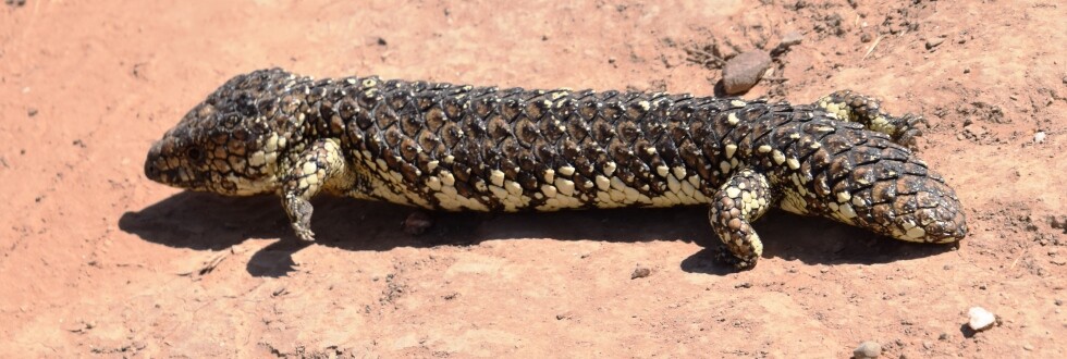 Shingleback Brindingabba