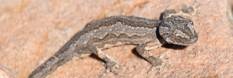 Southern Spiny Tailed Gecko Antarcticus (Saltia)