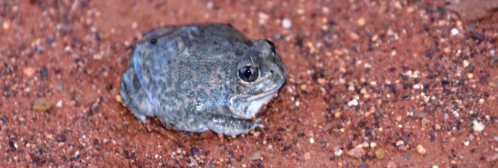 Sudell&#39;s Frog Brindingabba